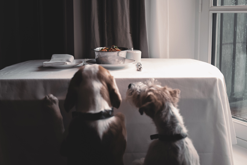 Hotels-for-Pets_Hotel-de-Crillon-Paris_credit-Arthur-de-Kersauson